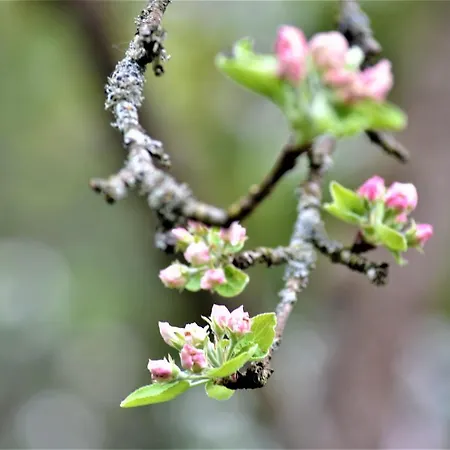 Hoeblinghof * Schwarzau im Gebirge